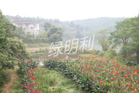 赤壁市龍佑溫泉人工濕地工程