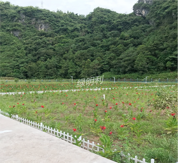 IMB浸潤式復(fù)合潛流人工濕地技術(shù)設(shè)備(圖2)